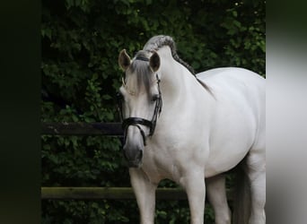 PRE Mix, Stallion, 10 years, 17 hh, Gray