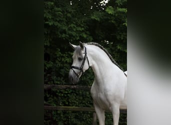 PRE Mix, Stallion, 10 years, 17 hh, Gray