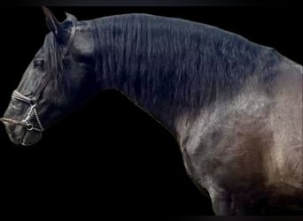 PRE Mix, Stallion, 10 years, 17,2 hh, Black
