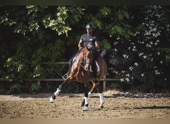 PRE Mix, Stallion, 10 years, Brown