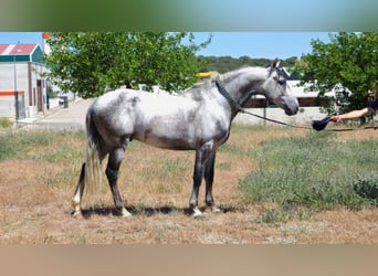 PRE, Stallion, 11 years, 15.2 hh, Gray