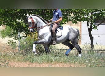 PRE, Stallion, 11 years, 15.2 hh, Gray
