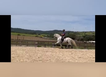 PRE, Stallion, 11 years, 16,1 hh, Gray