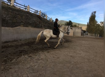 PRE, Stallion, 11 years, 16.1 hh, Gray