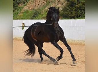 PRE, Stallion, 11 years, 16.2 hh, Brown