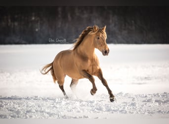 PRE, Stallion, 11 years, 16.2 hh, Pearl