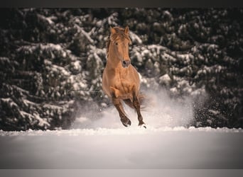 PRE, Stallion, 11 years, 16.2 hh, Pearl