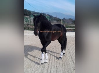 PRE, Stallion, 11 years, 16.2 hh, Smoky-Black