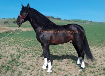 PRE, Stallion, 11 years, 16.2 hh, Smoky-Black