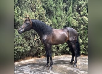 PRE, Stallion, 11 years, 16 hh, Bay-Dark