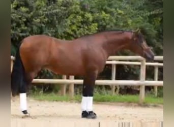 PRE Mix, Stallion, 11 years, 16 hh, Bay