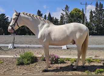 PRE, Stallion, 11 years, 16 hh, Perlino