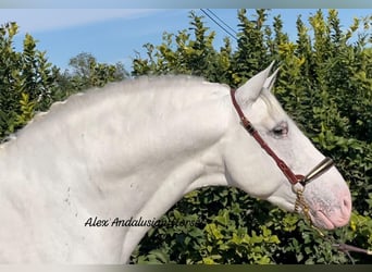 PRE, Stallion, 11 years, 16 hh, White