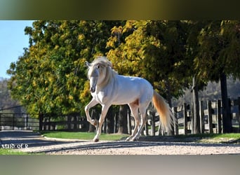 PRE, Stallion, 12 years, 15.2 hh, Cremello
