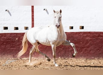 PRE, Stallion, 12 years, 15.2 hh, Cremello