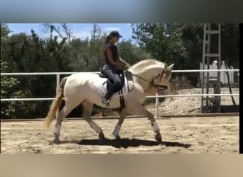 PRE, Stallion, 12 years, 15.2 hh, Perlino