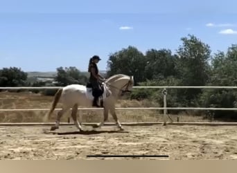 PRE, Stallion, 12 years, 15,2 hh, Perlino