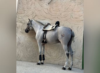 PRE Mix, Stallion, 12 years, 15,2 hh