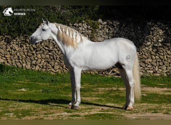 PRE Mix, Stallion, 12 years, 15,3 hh, White