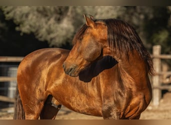 PRE, Stallion, 12 years, 16.1 hh, Brown