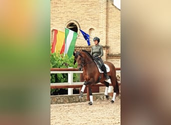 PRE, Stallion, 12 years, 16.1 hh, Brown