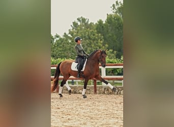 PRE, Stallion, 12 years, 16.1 hh, Brown