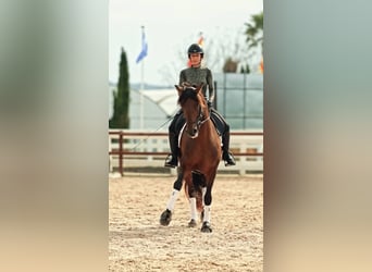 PRE, Stallion, 12 years, 16.1 hh, Brown
