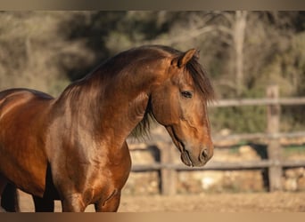 PRE, Stallion, 12 years, 16.1 hh, Brown