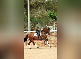 PRE, Stallion, 12 years, 16.1 hh, Brown