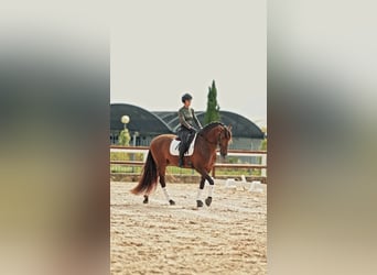 PRE, Stallion, 12 years, 16.1 hh, Brown