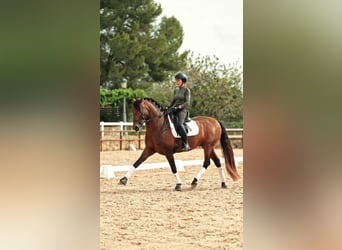 PRE, Stallion, 12 years, 16.1 hh, Brown