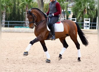 PRE Mix, Stallion, 12 years, 16,1 hh, Brown