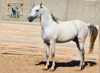 PRE, Stallion, 12 years, 16.1 hh, Grey