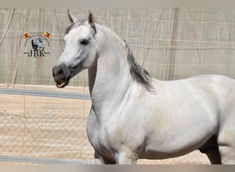 PRE, Stallion, 12 years, 16.1 hh, Grey