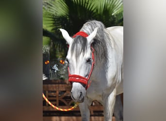 PRE, Stallion, 12 years, 16.1 hh, Grey