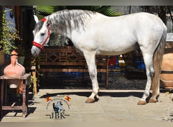 PRE, Stallion, 12 years, 16.1 hh, Grey