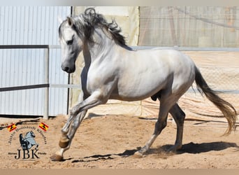 PRE, Stallion, 12 years, 16.1 hh, Grey