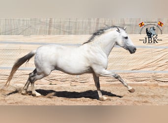 PRE, Stallion, 12 years, 16.1 hh, Grey