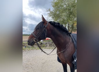 PRE, Stallion, 12 years, 16 hh, Bay-Dark