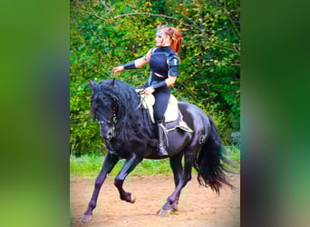 PRE Mix, Stallion, 12 years, 16 hh, Black