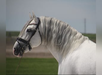 PRE, Stallion, 12 years, 16 hh, Gray