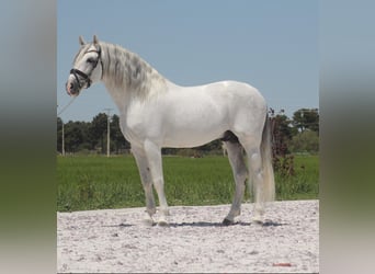 PRE, Stallion, 12 years, 16 hh, Gray