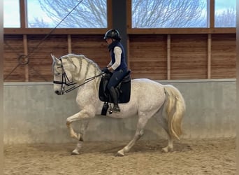 PRE, Stallion, 12 years, 16 hh, Gray-Fleabitten