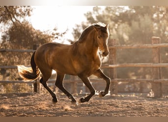 PRE Mix, Stallion, 12 years, 16,1 hh, Brown