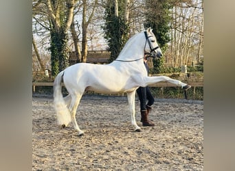 PRE, Stallion, 12 years, 16,1 hh, Grey-Dapple
