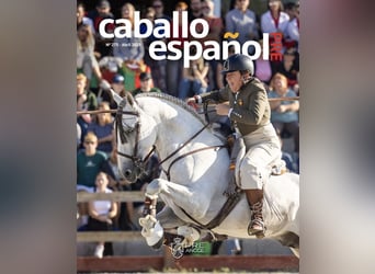 PRE, Stallion, 12 years, 16,1 hh, Grey