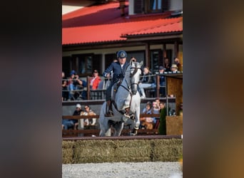 PRE, Stallion, 12 years, 16,1 hh, Grey