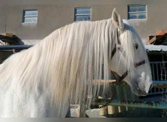PRE Mix, Stallion, 12 years, 17.1 hh, Grey