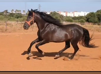 PRE, Stallion, 12 years, 17 hh, Black