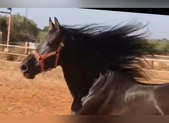 PRE, Stallion, 12 years, 17 hh, Black
